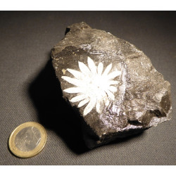 chrysanthéme stone
