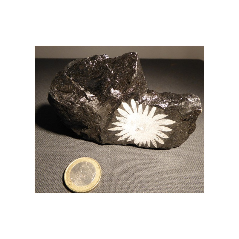 chrysanthéme stone