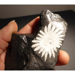 chrysanthéme stone
