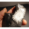 chrysanthéme stone