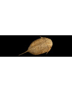  TRILOBITES Fossiles trilobite fossile trilobite fossile
