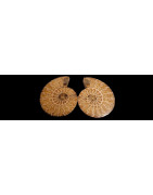  AMMONITES Fossiles goniatite fossile goniatite fossile
