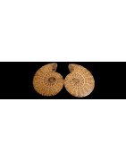 AMMONITES