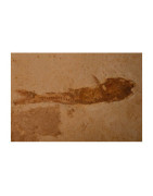 FOSSIL FISHES