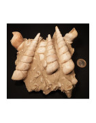  TURRITELLES FOSSILES Fossiles turitelle fossile turitelle
